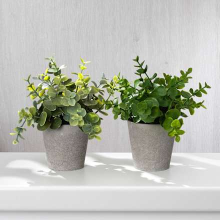 Eukalypthus im grauen Topf  BOLTZE