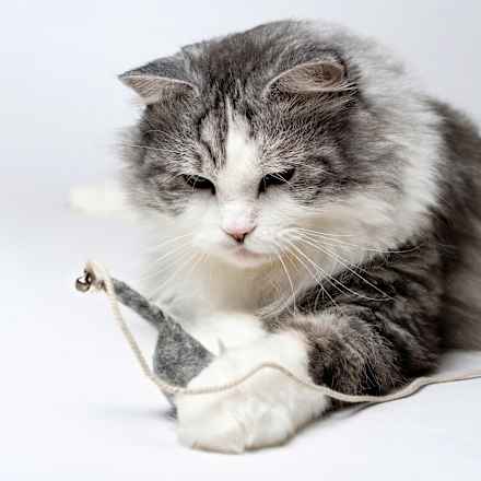 Katzenspielzeug Angel "magische Maus" Catlabs
