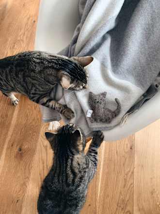 Katzenspielzeug Holly mit Katzenminze Catlabs