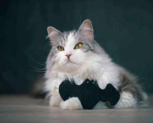 Katzenspielzeug Catman mit Baldrianwurzel Catlabs