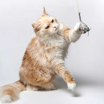 Katzenspielzeug Angel "magische Maus" Catlabs