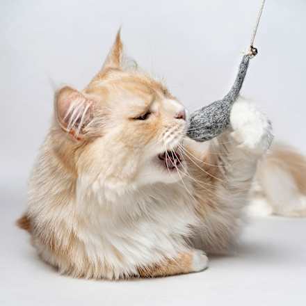 Katzenspielzeug Angel "magische Maus" Catlabs