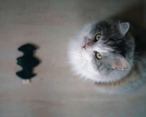 Katzenspielzeug Catman mit Baldrianwurzel Catlabs