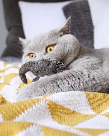 Katzenspielzeug Holly mit Katzenminze Catlabs