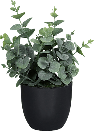 Eukalypthus mit schwarzem Topf (20 cm) Dekorieren & Einrichten