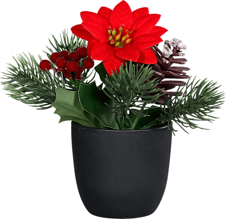 Weihnachtsstern mit Tannengrün, rot Dekorieren & Einrichten