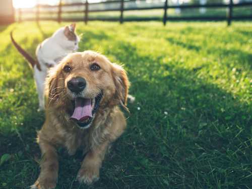 Kausnack Hund, Hühnerbruststücke DOKAS