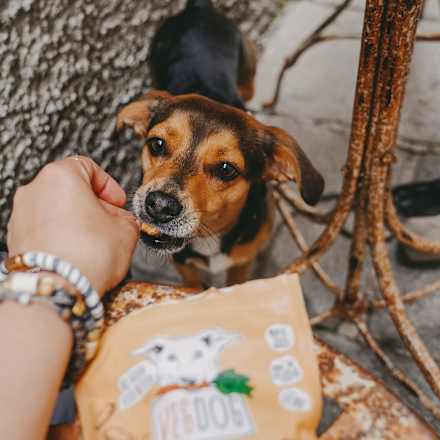 Hundeleckerli mit Favabohne, Sanddorn & Kurkuma, Veggies immune  VEGDOG