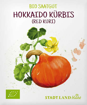 Saaten, Hokkaido Kürbis (Red Kuri) Stadt Land blüht