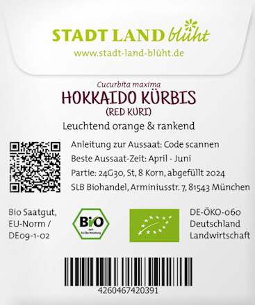 Saaten, Hokkaido Kürbis (Red Kuri) Stadt Land blüht