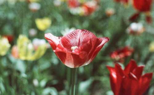 Negativ Film NC 500 Color 135-36 ORIGINAL WOLFEN