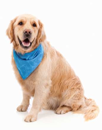 Halstuch Hund, Kühlbandana "Fresk Inou", blau Flamingo