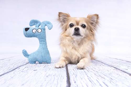 Hundespielzeug Pepples Stoffhund, hellblauer Kord Flamingo