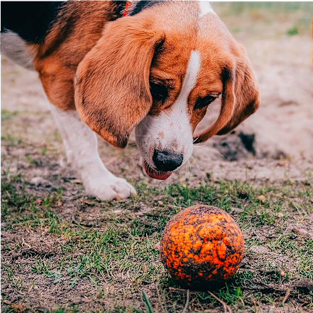 Hračka pre psy AirBall loptička - oranžová THE EXPLORER DOG