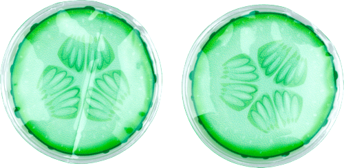 Gel jastučići za oči - krastavac, 1 par my spa