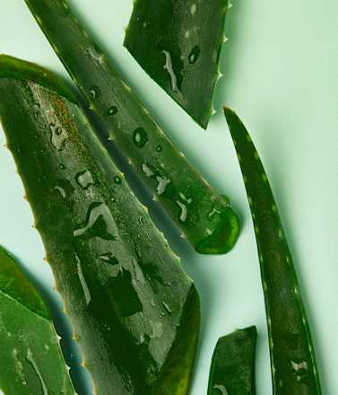 Naturally Good Tagescreme mit Bio-Aloe Vera NIVEA