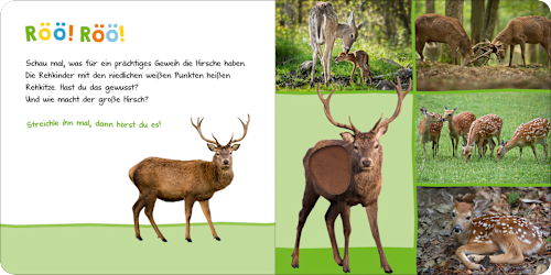 Hör mal rein, wer kann das sein? Waldtiere Ars Edition