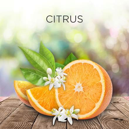 Duftöl Nachfüller Citrus AIR WICK