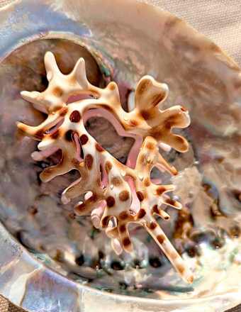 Haarklammer Muschel ebelin