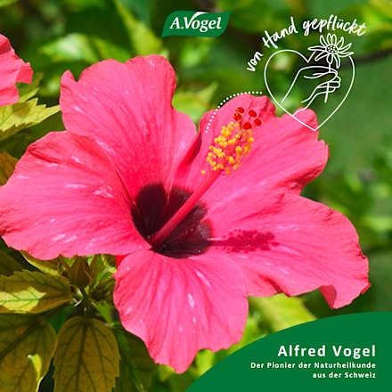 Menosan Wechseljahres-Complex Tabletten A.Vogel