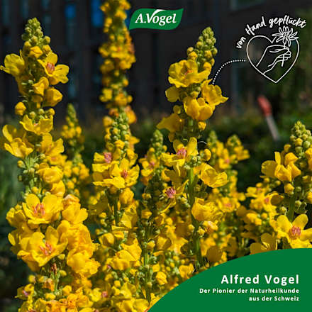 Husten Spray A.Vogel