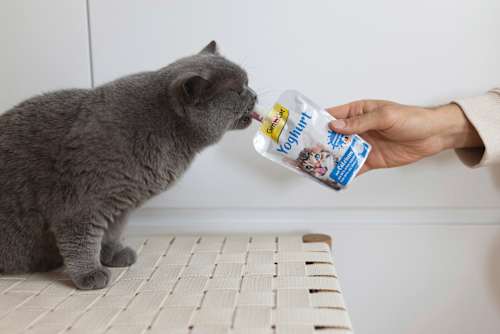 Nahrungsergänzung Katze, Joghurt  GimCat