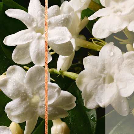 Odświeżacz elektryczny Sensual Sandalwood & Jasmine glade