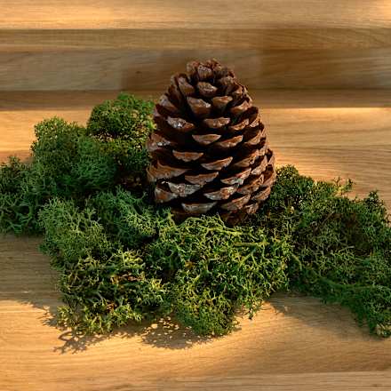 Islandmoos BRAUNS-HEITMANN