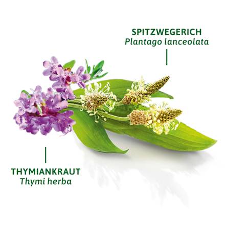 Arzneitee, Hustenlöser Tee (8 Beutel) Bad Heilbrunner