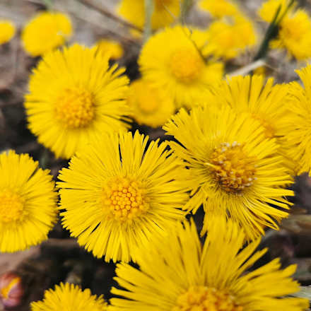 Anti-Schuppen-Shampoo Huflattich RAUSCH