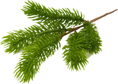 Pik borovine – zeleni Ira Commerce