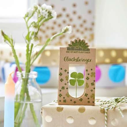 Glücksbringer Kleeblatt Die Stadtgärtner