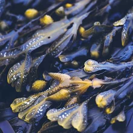 Meerestang Fett-Stopp Shampoo RAUSCH