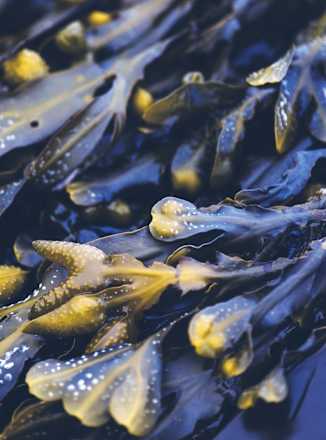 Meerestang Fett-Stopp Shampoo RAUSCH