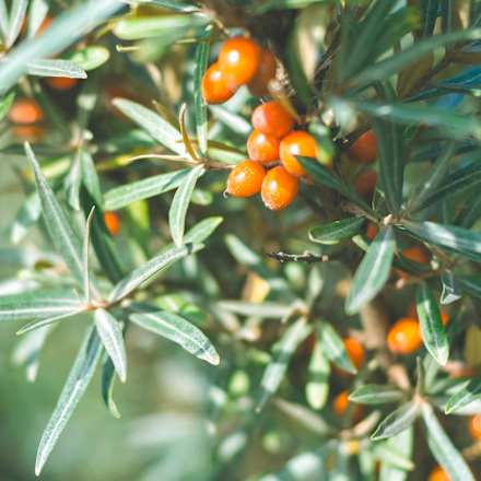 Haarspray starker Halt & Fülle RAUSCH