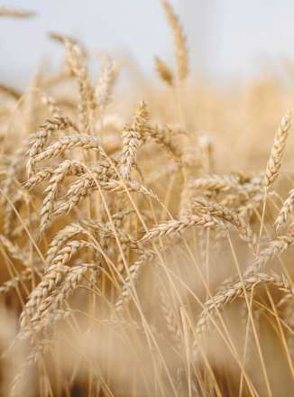 After-Sun-Shampoo mit Weizenkeimen RAUSCH