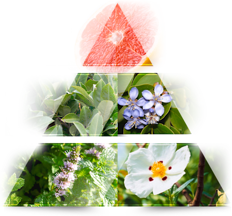 Eau de Toilette Brave Man LA RIVE