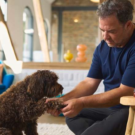 Hundeshampoo Kurzhaar Petchen