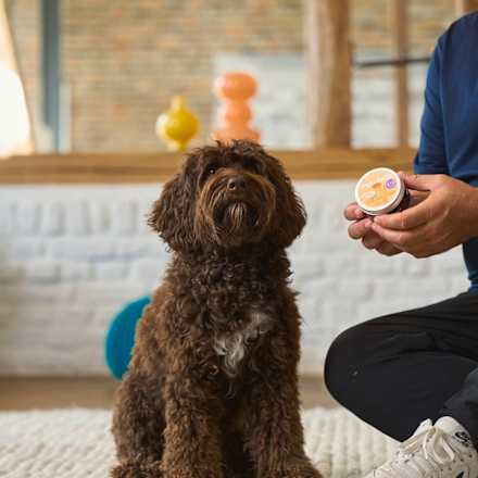 Hundeshampoo Kurzhaar Petchen