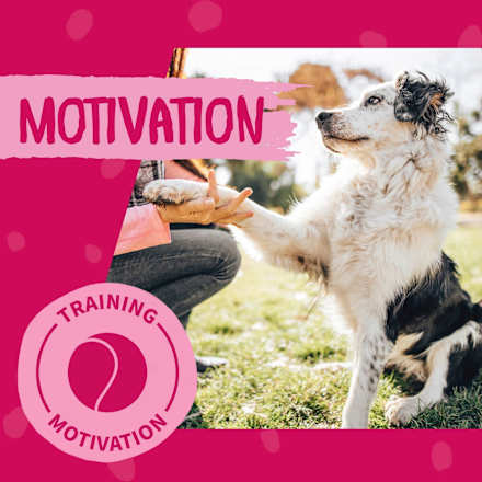 Kausnack Hund, Entenbruststücke DOKAS