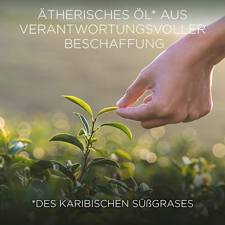 Duftkerze im Glas Karibisches Süßgras & Sandelholz 205 g BOTANICA BY AIR WICK