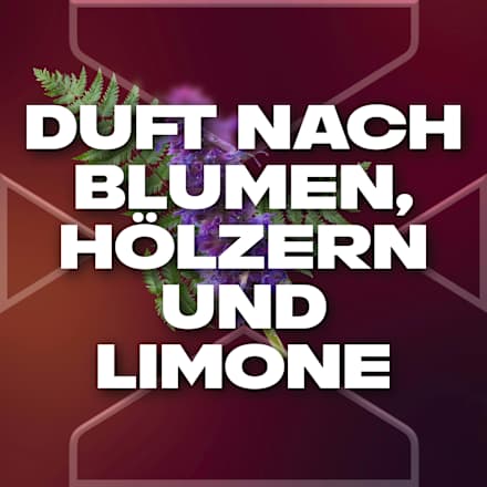 Bodyspray Moschus Patchouli & Fougere Scent AXE