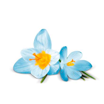 Duftspray pure Frühlingsfrische AIR WICK