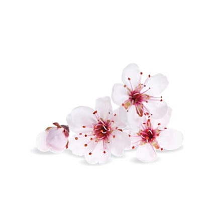 Duftspray pure Kirschblütenzauber AIR WICK