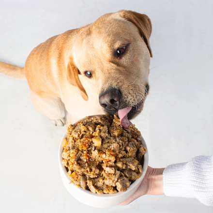 Nassfutter Hund, Vegan wie Pute VUTTER!