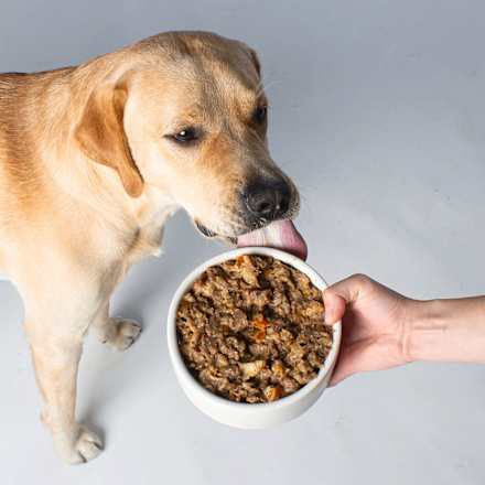 Nassfutter Hund, Vegan wie Rind VUTTER!