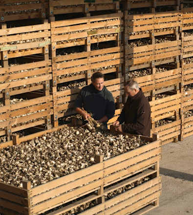 Knoblauch Bio Schwoaza Knofl GOLDENITS