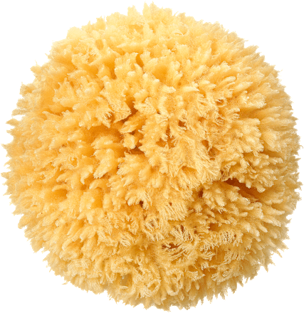 Natúr fürdőszivacs ebelin