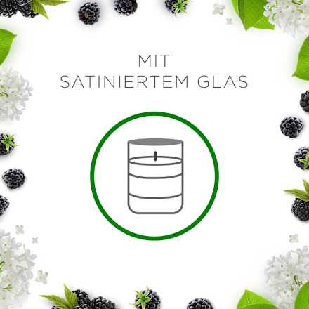 Duftkerze im Glas Brombeere & Holunderblüte (2x105 g) AIR WICK