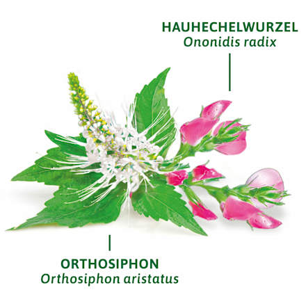 Arzneitee, Nieren- & Blasentee (12 Beutel) Bad Heilbrunner